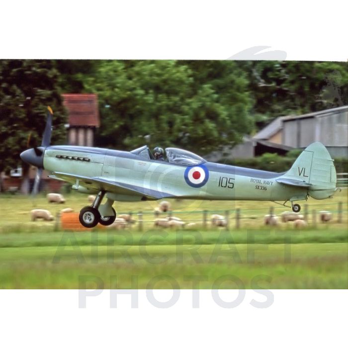 Vintage Royal Navy aircraft taking off over a grassy field with sheep in the background.